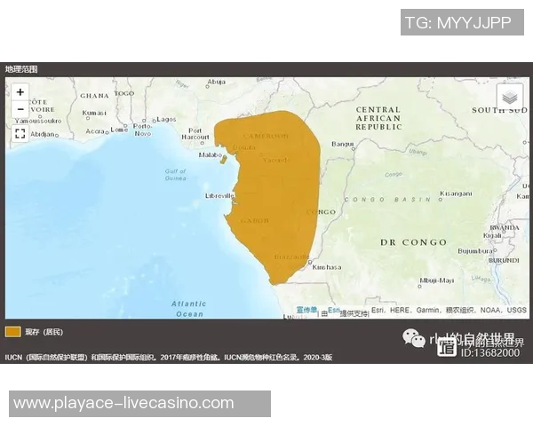 加纳与刚果激战结果揭晓双方表现分析与未来展望